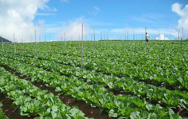 Cameron Highlands Vegetable Growers Hit By El Nino